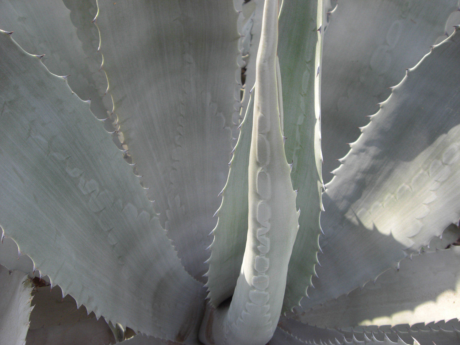 succulent